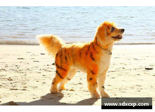 体育明星与宠物犬的快乐互动瞬间：笑容与运动的完美结合